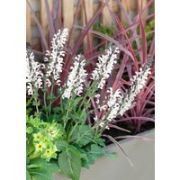 Kategorie <b>Produkt nicht gewünscht </b> - Salvia pratensis 'Snow Lake' ca. 9x9 cm Topf (Wuchs jahreszeitlich)