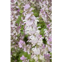 Kategorie <b>Stauden </b> - Salvia sclarea ca. 11x11 cm Topf (Wuchs jahreszeitlich)
