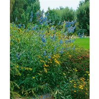 Kategorie <b>Stauden </b> - Salvia uliginosa ca. 9x9 cm Topf (Wuchs jahreszeitlich)