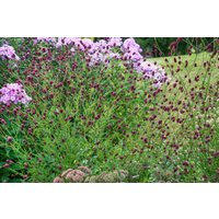 Kategorie <b>Produkt nicht gewünscht </b> - Sanguisorba officinalis 'Pink Tanna' ca. 11x11 cm Topf (Wuchs jahreszeitlich)
