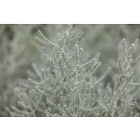 Kategorie <b>Produkt nicht gewünscht </b> - Santolina chamaecyparissus ca. 9x9 cm Topf (Wuchs jahreszeitlich)