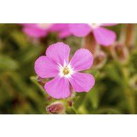 Kategorie <b>Stauden </b> - Saponaria ocymoides ca. 9x9 cm Topf (Wuchs jahreszeitlich)