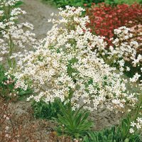 Kategorie <b>Produkt nicht gewünscht </b> - Saxifraga cotyledon ca. 9x9 cm Topf (Wuchs jahreszeitlich)