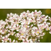 Kategorie <b>Produkt nicht gewünscht </b> - Saxifraga cotyledon 'Southside Seedling' ca. 9x9 cm Topf (Wuchs jahreszeitlich)