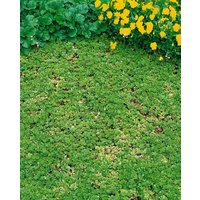 Kategorie <b>Stauden </b> - Saxifraga cuneifolia ca. 9x9 cm Topf (Wuchs jahreszeitlich)