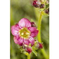 Kategorie <b>Stauden </b> - Saxifraga x arendsii 'Harder Zwerg' ca. 9x9 cm Topf (Wuchs jahreszeitlich)