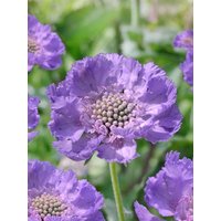Kategorie <b>Produkt nicht gewünscht </b> - Scabiosa caucasica 'Clive Greaves' ca. 9x9 cm Topf (Wuchs jahreszeitlich)