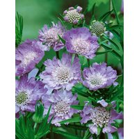 Kategorie <b>Produkt nicht gewünscht </b> - Scabiosa caucasica 'Perfecta' ca. 9x9 cm Topf (Wuchs jahreszeitlich)
