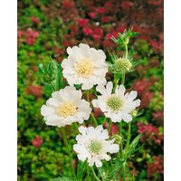 Kategorie <b>Produkt nicht gewünscht </b> - Scabiosa caucasica 'Perfecta Alba' ca. 11x11 cm Topf (Wuchs jahreszeitlich)