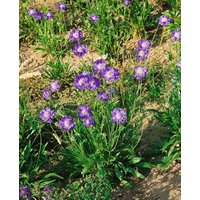 Kategorie <b>Produkt nicht gewünscht </b> - Scabiosa caucasica 'Stäfa' ca. 9x9 cm Topf (Wuchs jahreszeitlich)