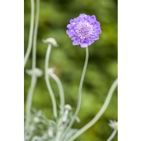 Kategorie <b>Stauden </b> - Scabiosa columbaria 'Butterfly Blue' ca. 11x11 cm Topf (Wuchs jahreszeitlich)
