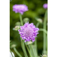 Kategorie <b>Produkt nicht gewünscht </b> - Scabiosa japonica 'Pink Diamonds' ca. 9x9 cm Topf (Wuchs jahreszeitlich)