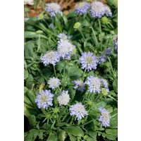 Kategorie <b>Produkt nicht gewünscht </b> - Scabiosa japonica var.alpina ca. 9x9 cm Topf (Wuchs jahreszeitlich)