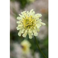 Kategorie <b>Produkt nicht gewünscht </b> - Scabiosa ochroleuca ca. 9x9 cm Topf (Wuchs jahreszeitlich)
