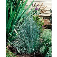 Kategorie <b>Produkt nicht gewünscht </b> - Schizachyrium scoparium ca. 9x9 cm Topf (Wuchs jahreszeitlich)