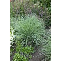 Kategorie <b>Gräser </b> - Schizachyrium scoparium 'Prairie Blues' ca. 9x9 cm Topf (Wuchs jahreszeitlich)