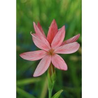 Kategorie <b>Stauden </b> - Schizostylis coccinea ca. 9x9 cm Topf (Wuchs jahreszeitlich)
