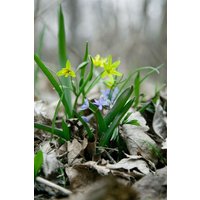 Kategorie <b>Stauden </b> - Scilla bifolia ca. 9x9 cm Topf (Wuchs jahreszeitlich)