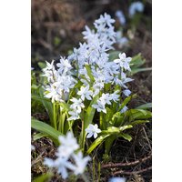 Kategorie <b>Stauden </b> - Scilla mischtschenkoana ca. 9x9 cm Topf (Wuchs jahreszeitlich)