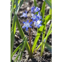Kategorie <b>Stauden </b> - Scilla siberica ca. 9x9 cm Topf (Wuchs jahreszeitlich)