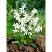 Kategorie <b>Stauden </b> - Scilla siberica 'Alba' ca. 9x9 cm Topf (Wuchs jahreszeitlich)