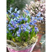 Kategorie <b>Stauden </b> - Scilla siberica 'Spring Beauty' ca. 9x9 cm Topf (Wuchs jahreszeitlich)