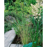 Kategorie <b>Produkt nicht gewünscht </b> - Scirpus lacustris 'Albescens' ca. 9x9 cm Topf (Wuchs jahreszeitlich)