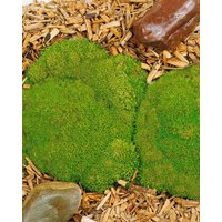 Kategorie <b>Produkt nicht gewünscht </b> - Scleranthus uniflorus ca. 9x9 cm Topf (Wuchs jahreszeitlich)