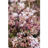 Kategorie <b>Produkt nicht gewünscht </b> - Sedum album 'Coral Carpet' ca. 9x9 cm Topf (Wuchs jahreszeitlich)