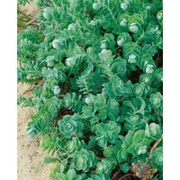 Kategorie <b>Produkt nicht gewünscht </b> - Sedum anacampseros ca. 9x9 cm Topf (Wuchs jahreszeitlich)