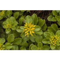 Kategorie <b>Produkt nicht gewünscht </b> - Sedum floriferum 'Weihenstephaner Gold' ca. 9x9 cm Topf (Wuchs jahreszeitlich)