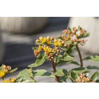 Kategorie <b>Produkt nicht gewünscht </b> - Sedum kamtschaticum 'Variegatum' ca. 9x9 cm Topf (Wuchs jahreszeitlich)