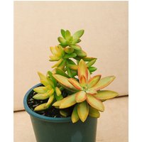 Kategorie <b>Produkt nicht gewünscht </b> - Sedum oreganum ca. 9x9 cm Topf (Wuchs jahreszeitlich)