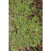 Kategorie <b>Produkt nicht gewünscht </b> - Sedum pachyclados ca. 9x9 cm Topf (Wuchs jahreszeitlich)