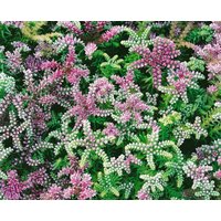 Kategorie <b>Stauden </b> - Sedum pulchellum 'Sea Star' ca. 9x9 cm Topf (Wuchs jahreszeitlich)