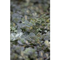 Kategorie <b>Stauden </b> - Sedum sieboldii ca. 9x9 cm Topf (Wuchs jahreszeitlich)