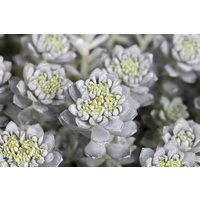 Kategorie <b>Stauden </b> - Sedum spathulifolium 'Cape Blanco' ca. 9x9 cm Topf (Wuchs jahreszeitlich)
