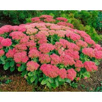 Kategorie <b>Stauden </b> - Sedum spectabile 'Brillant' ca. 9x9 cm Topf (Wuchs jahreszeitlich)