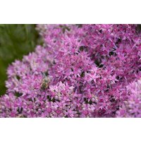 Kategorie <b>Stauden </b> - Sedum spectabile 'Carl' ca. 11x11 cm Topf (Wuchs jahreszeitlich)