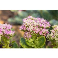Kategorie <b>Stauden </b> - Sedum spectabile 'Carmen' ca. 11x11 cm Topf (Wuchs jahreszeitlich)