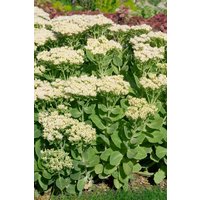 Kategorie <b>Produkt nicht gewünscht </b> - Sedum spectabile 'Stardust' ca. 9x9 cm Topf (Wuchs jahreszeitlich)