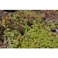 Kategorie <b>Produkt nicht gewünscht </b> - Sedum spurium ca. 9x9 cm Topf (Wuchs jahreszeitlich)
