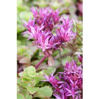 Kategorie <b>Produkt nicht gewünscht </b> - Sedum spurium 'Fuldaglut' ca. 9x9 cm Topf (Wuchs jahreszeitlich)