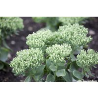 Kategorie <b>Stauden </b> - Sedum telephium ca. 9x9 cm Topf (Wuchs jahreszeitlich)