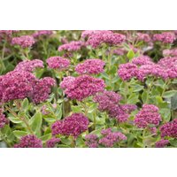 Kategorie <b>Stauden </b> - Sedum telephium 'Herbstfreude' 2-3 Liter Container (Wuchs jahreszeitlich)