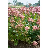 Kategorie <b>Stauden </b> - Sedum telephium 'Joyce Henderson' ca. 9x9 cm Topf (Wuchs jahreszeitlich)