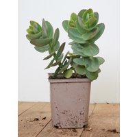 Kategorie <b>Produkt nicht gewünscht </b> - Sedum telephium 'Yellow Xenox' -R- ca. 11x11 cm Topf (Wuchs jahreszeitlich)
