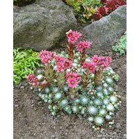 Kategorie <b>Produkt nicht gewünscht </b> - Sempervivum arachn.'Rheinkiesel' ca. 9x9 cm Topf (Wuchs jahreszeitlich)