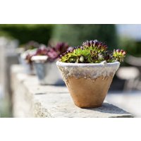 Kategorie <b>Produkt nicht gewünscht </b> - Sempervivum calcareum 'Mrs Giuseppi' ca. 9x9 cm Topf (Wuchs jahreszeitlich)