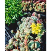 Kategorie <b>Produkt nicht gewünscht </b> - Sempervivum ciliosum 'Borisii' ca. 9x9 cm Topf (Wuchs jahreszeitlich)